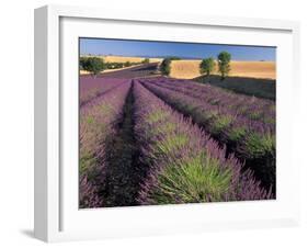 Lavender Field, Provence, France-Gavriel Jecan-Framed Photographic Print