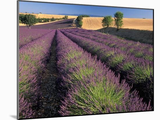 Lavender Field, Provence, France-Gavriel Jecan-Mounted Photographic Print