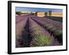 Lavender Field, Provence, France-Gavriel Jecan-Framed Photographic Print