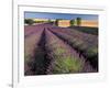 Lavender Field, Provence, France-Gavriel Jecan-Framed Photographic Print