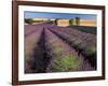 Lavender Field, Provence, France-Gavriel Jecan-Framed Photographic Print