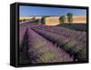 Lavender Field, Provence, France-Gavriel Jecan-Framed Stretched Canvas