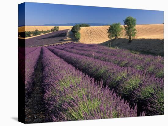 Lavender Field, Provence, France-Gavriel Jecan-Stretched Canvas