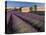 Lavender Field, Provence, France-Gavriel Jecan-Stretched Canvas