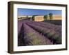 Lavender Field, Provence, France-Gavriel Jecan-Framed Premium Photographic Print