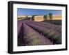 Lavender Field, Provence, France-Gavriel Jecan-Framed Premium Photographic Print