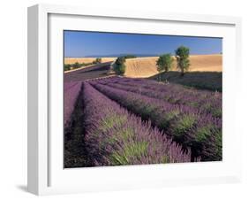 Lavender Field, Provence, France-Gavriel Jecan-Framed Premium Photographic Print