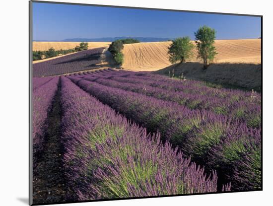 Lavender Field, Provence, France-Gavriel Jecan-Mounted Premium Photographic Print