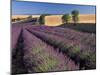 Lavender Field, Provence, France-Gavriel Jecan-Mounted Premium Photographic Print