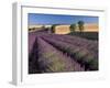 Lavender Field, Provence, France-Gavriel Jecan-Framed Photographic Print