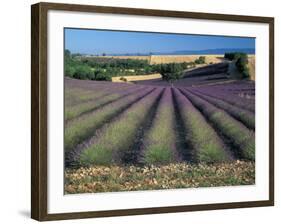 Lavender Field, Provence, France-Gavriel Jecan-Framed Photographic Print