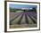 Lavender Field, Provence, France-Gavriel Jecan-Framed Photographic Print