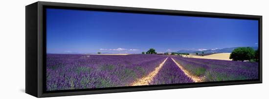 Lavender Field Provence France-null-Framed Stretched Canvas