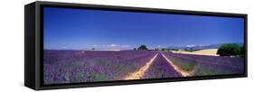 Lavender Field Provence France-null-Framed Stretched Canvas