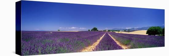 Lavender Field Provence France-null-Stretched Canvas