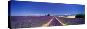 Lavender Field Provence France-null-Stretched Canvas