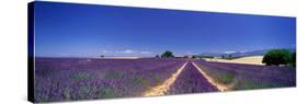 Lavender Field Provence France-null-Stretched Canvas