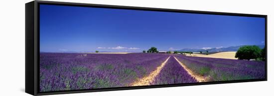 Lavender Field Provence France-null-Framed Stretched Canvas