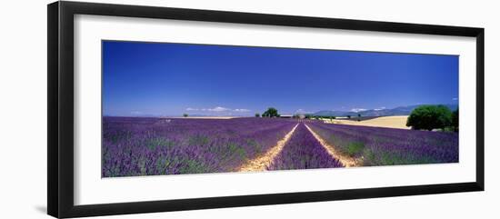 Lavender Field Provence France-null-Framed Premium Photographic Print