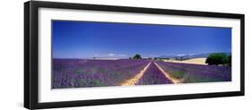 Lavender Field Provence France-null-Framed Photographic Print