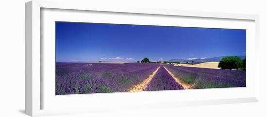 Lavender Field Provence France-null-Framed Photographic Print