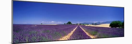 Lavender Field Provence France-null-Mounted Photographic Print