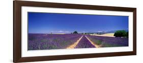 Lavender Field Provence France-null-Framed Photographic Print