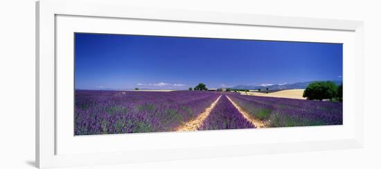 Lavender Field Provence France-null-Framed Photographic Print