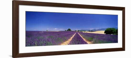 Lavender Field Provence France-null-Framed Photographic Print