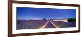 Lavender Field Provence France-null-Framed Photographic Print