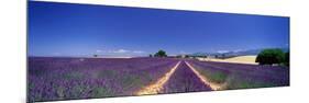 Lavender Field Provence France-null-Mounted Photographic Print