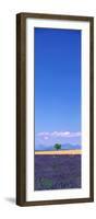 Lavender Field Provence France-null-Framed Photographic Print