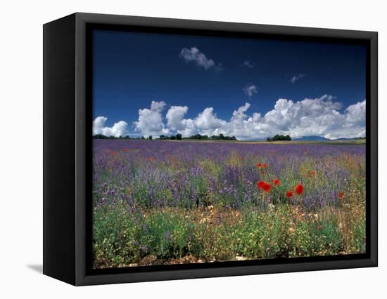 Lavender Field, Provence, France-Gavriel Jecan-Framed Stretched Canvas