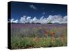 Lavender Field, Provence, France-Gavriel Jecan-Stretched Canvas