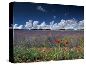 Lavender Field, Provence, France-Gavriel Jecan-Stretched Canvas