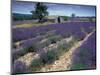 Lavender Field, Provence, France-Gavriel Jecan-Mounted Photographic Print