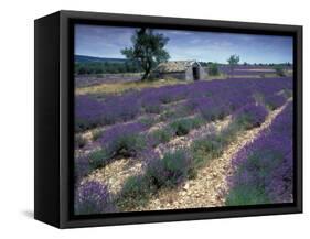 Lavender Field, Provence, France-Gavriel Jecan-Framed Stretched Canvas