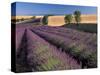 Lavender Field, Provence, France-Gavriel Jecan-Stretched Canvas