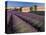 Lavender Field, Provence, France-Gavriel Jecan-Stretched Canvas