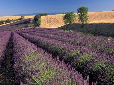 https://imgc.allpostersimages.com/img/posters/lavender-field-provence-france_u-L-PXPOZU0.jpg?artPerspective=n