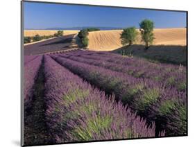 Lavender Field, Provence, France-Gavriel Jecan-Mounted Photographic Print