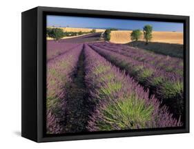 Lavender Field, Provence, France-Gavriel Jecan-Framed Stretched Canvas