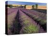 Lavender Field, Provence, France-Gavriel Jecan-Stretched Canvas