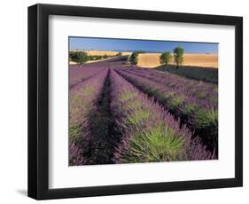 Lavender Field, Provence, France-Gavriel Jecan-Framed Photographic Print