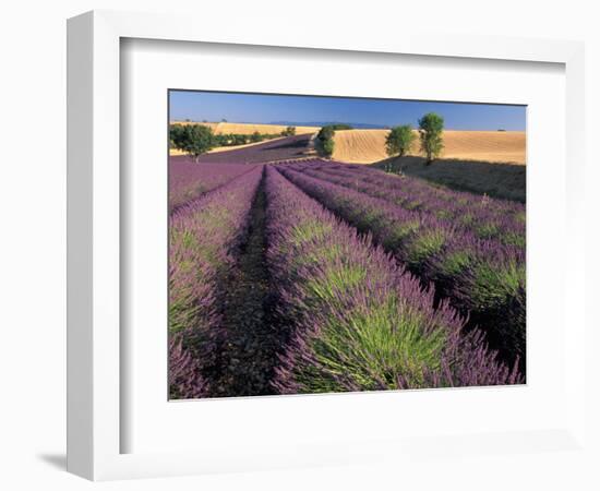 Lavender Field, Provence, France-Gavriel Jecan-Framed Photographic Print