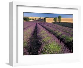 Lavender Field, Provence, France-Gavriel Jecan-Framed Photographic Print