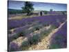 Lavender Field, Provence, France-Gavriel Jecan-Stretched Canvas