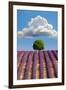 Lavender Field, Provence-Nino Marcutti-Framed Photographic Print