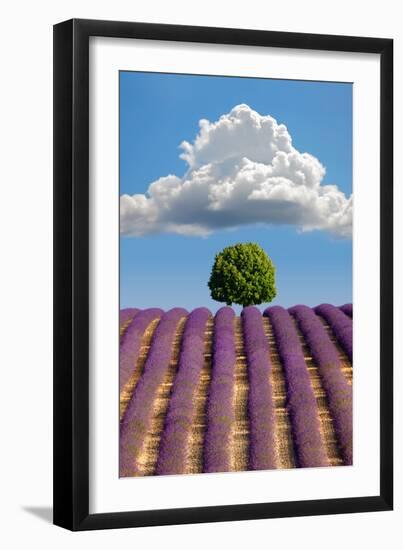 Lavender Field, Provence-Nino Marcutti-Framed Photographic Print