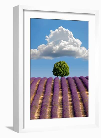 Lavender Field, Provence-Nino Marcutti-Framed Photographic Print